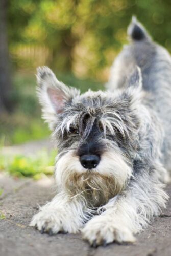 Pet Corner: Give Your Pet An Immunity Boost